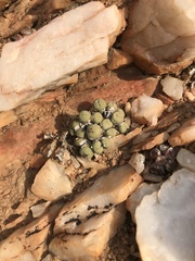 Conophytum stevens-jonesianum