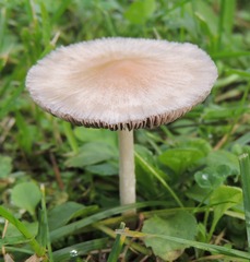 Candolleomyces