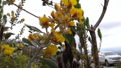 Stirtonanthus taylorianus