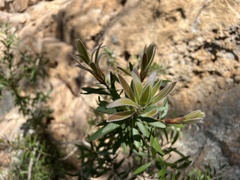 Melaleuca comboynensis