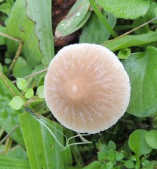 Candolleomyces