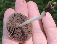 Candolleomyces