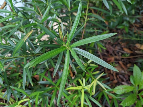 Podocarpus polystachyus, photograph 4