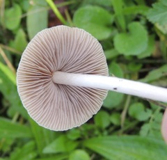 Candolleomyces