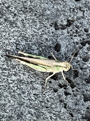 Aiolopus thalassinus tamulus