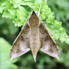 Rhagastis albomarginata