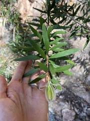 Melaleuca comboynensis