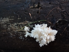 Hericium americanum