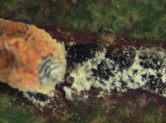 Eriococcus coriaceus