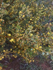 Acacia brachybotrya