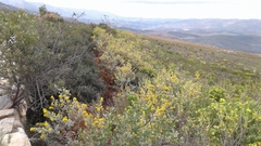 Stirtonanthus taylorianus