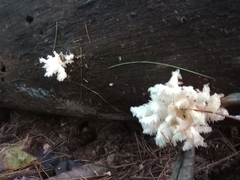 Hericium americanum
