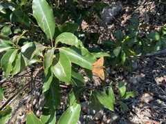 Netrocoryne repanda