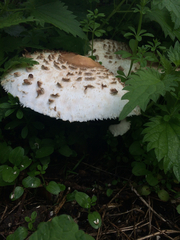 Chlorophyllum