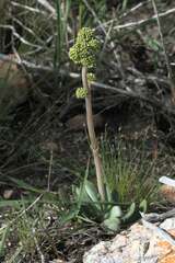 Crassula nudicaulis