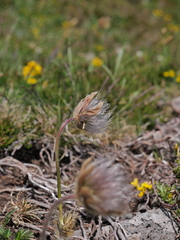 Pulsatilla vernalis