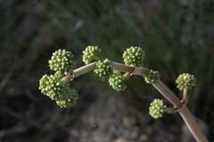 Crassula nudicaulis