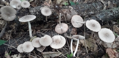 Coprinopsis melanthina