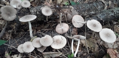 Coprinopsis melanthina