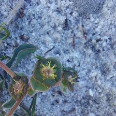 Euphorbia tuberosa