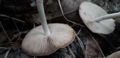 Coprinopsis melanthina