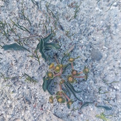 Euphorbia tuberosa