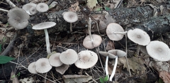 Coprinopsis melanthina