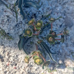 Euphorbia tuberosa