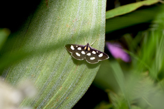 Anania funebris