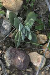 Crassula nudicaulis