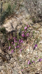 Muraltia macropetala