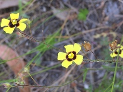 Tuberaria guttata