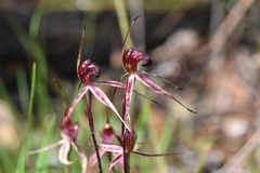 Caladenia reticulata