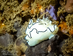 Doriprismatica atromarginata