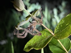 Neosparassus diana