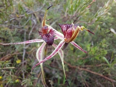 Caladenia reticulata