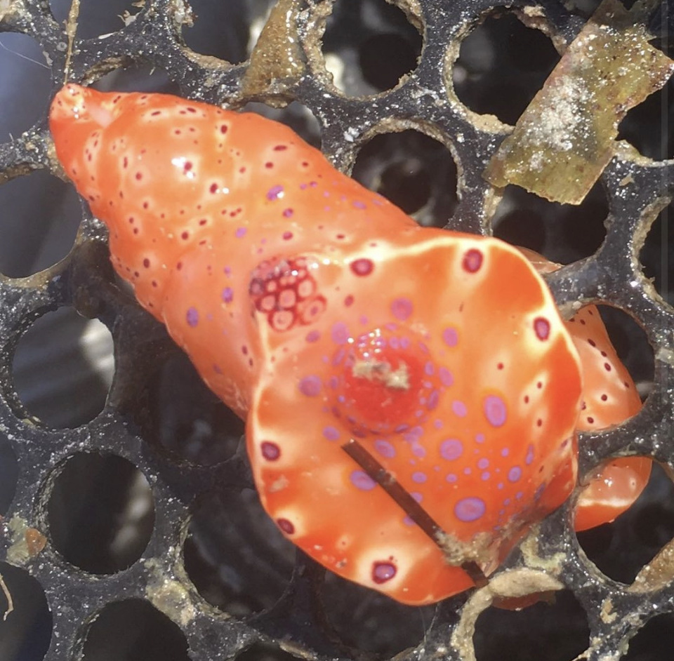 Shorttailed Ceratosoma from Coffin Bay, Coffin Bay, SA, AU on