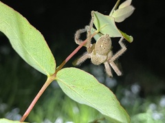 Neosparassus diana