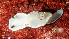 Glossodoris angasi