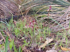 Caladenia reticulata
