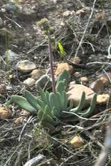 Crassula nudicaulis