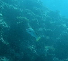 Plectorhinchus unicolor