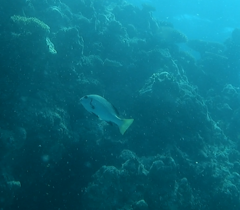 Plectorhinchus unicolor