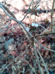 Hypoestes