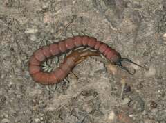 Scolopendra morsitans