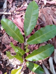 Salacia madagascariensis