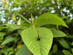 Attelabidae