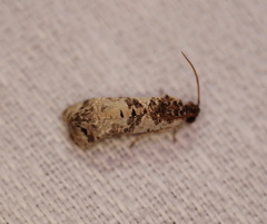 Oriodryas olbophora
