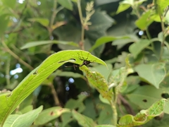 Attelabidae