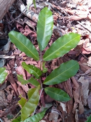 Salacia madagascariensis